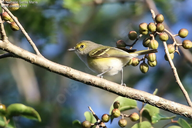 Viréo aux yeux blancsadulte, identification