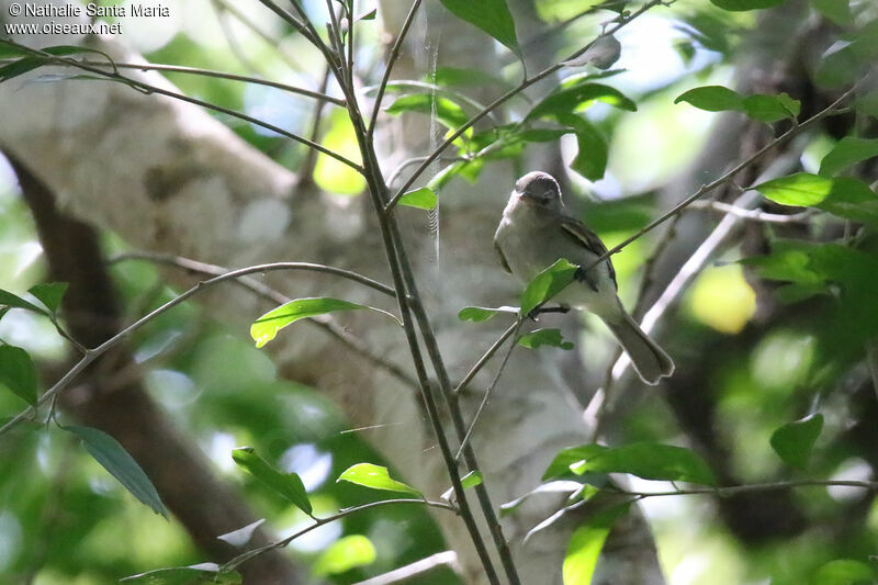 Lesser Greenletadult, habitat