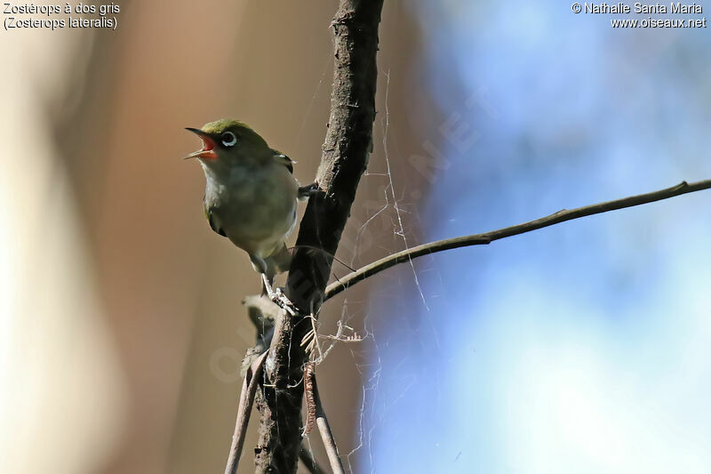 Silvereyeadult, song