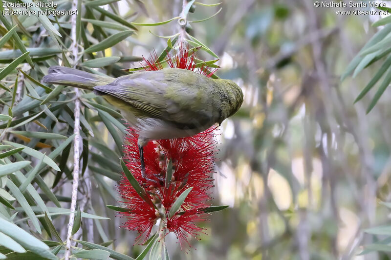 Heuglin's White-eye, habitat, feeding habits