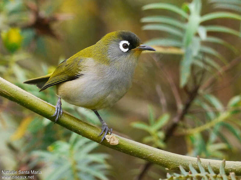 Zostérops de la Réunionadulte nuptial, identification