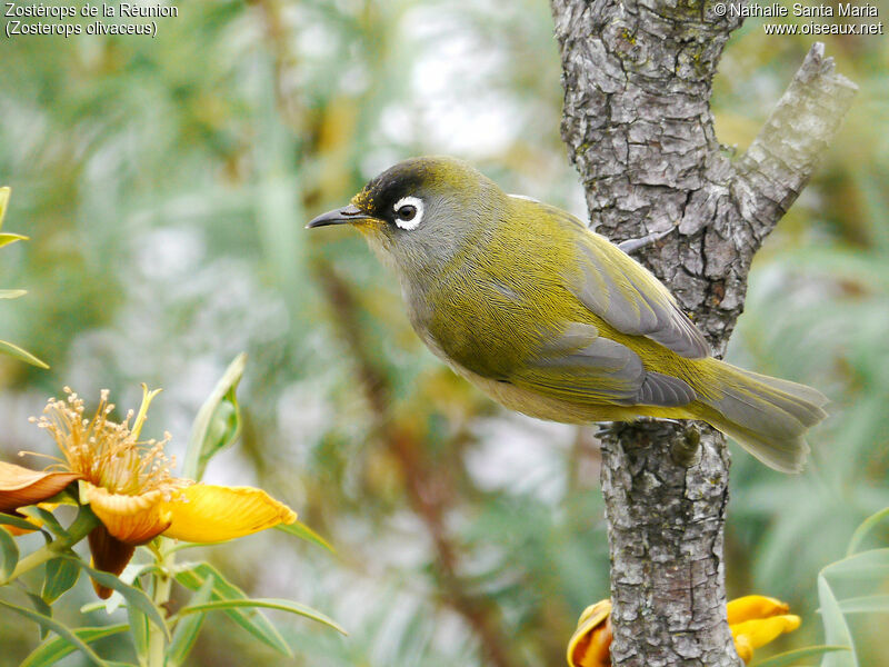 Reunion Olive White-eyeadult breeding, identification, habitat, Behaviour