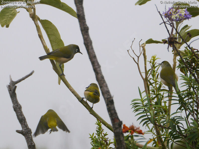 Reunion Olive White-eyeadult, habitat, fishing/hunting, Behaviour