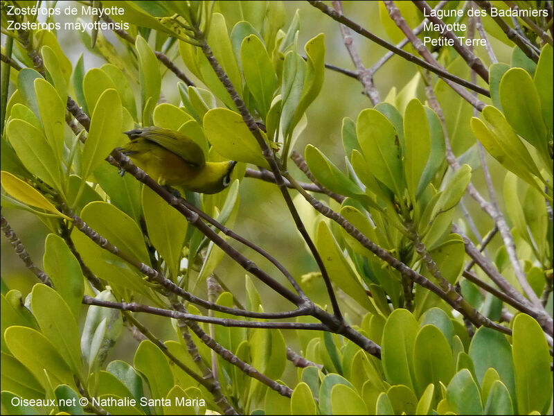 Mayotte White-eyeadult, habitat, eats, Behaviour