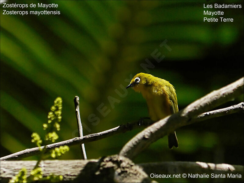 Mayotte White-eyeadult, habitat, Behaviour