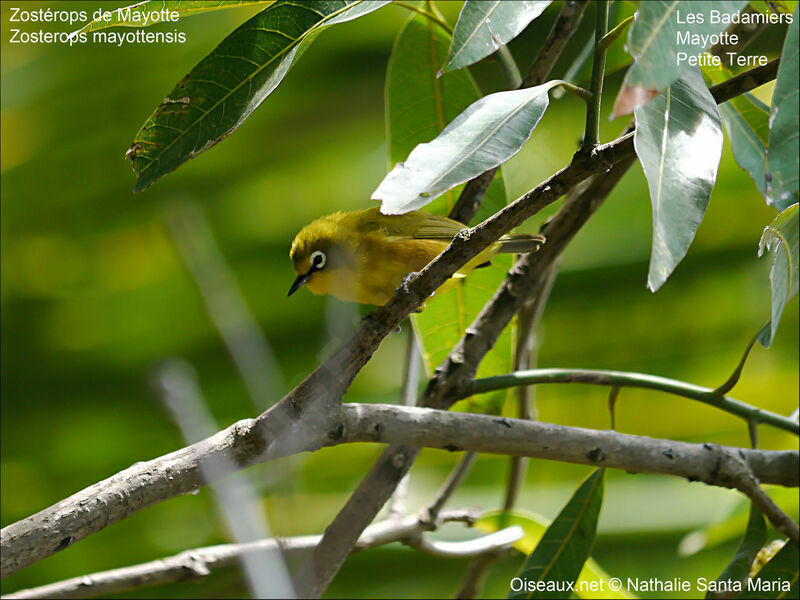 Mayotte White-eyeadult, identification, habitat, Behaviour