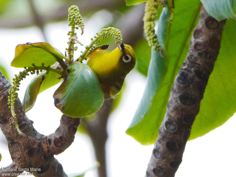 Mayotte White-eyeadult, feeding habits, Behaviour