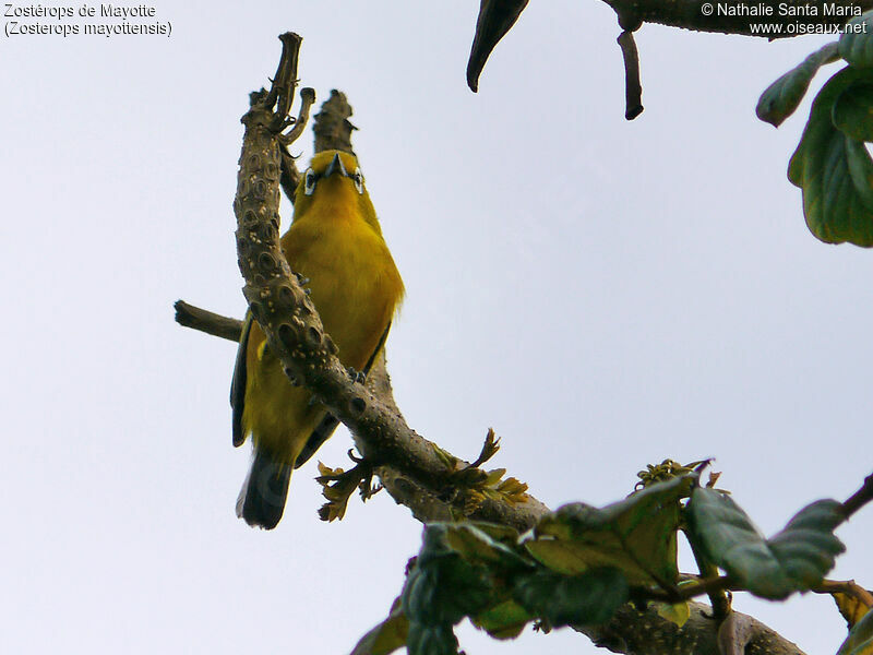 Mayotte White-eyeadult, Behaviour