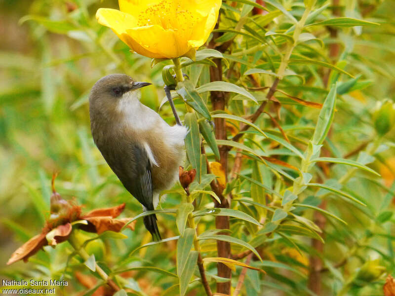 Reunion Grey White-eyeadult, identification