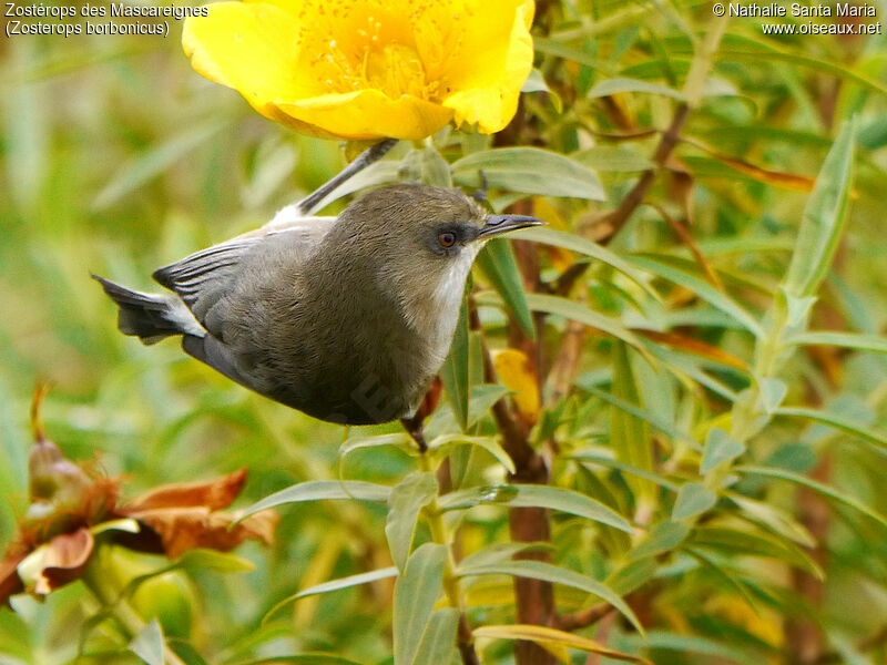 Reunion Grey White-eyeadult, identification, habitat, Behaviour