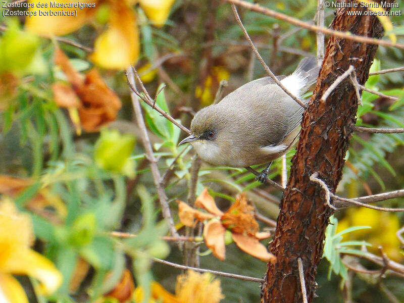 Reunion Grey White-eyeadult, identification, habitat, Behaviour