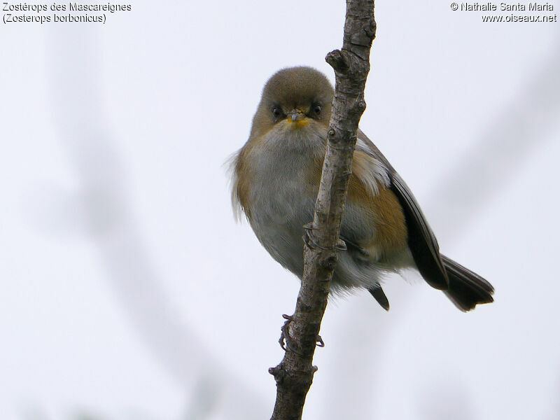 Reunion Grey White-eyeadult, identification, Behaviour