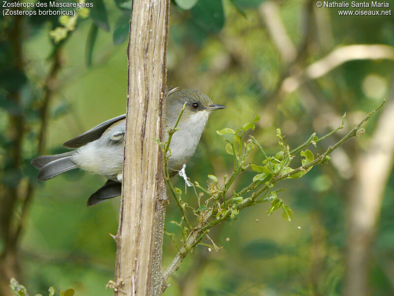 Reunion Grey White-eyeadult, identification, Behaviour