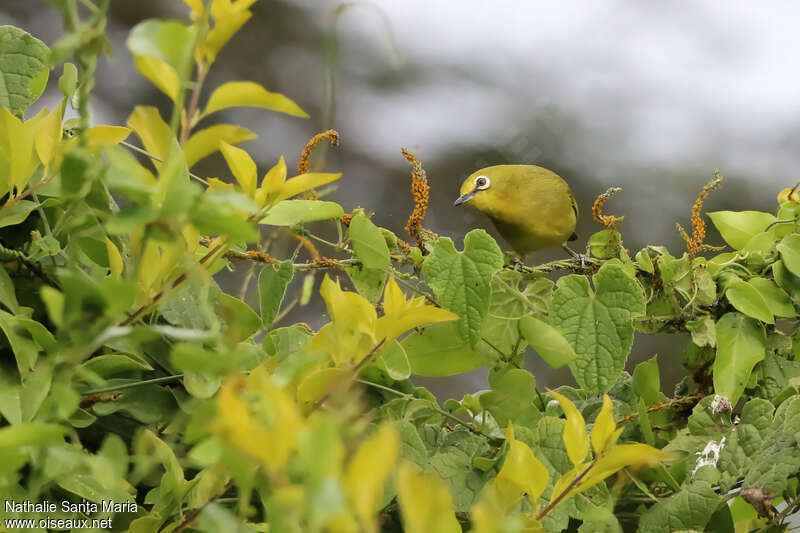 Northern Yellow White-eyeadult, Behaviour