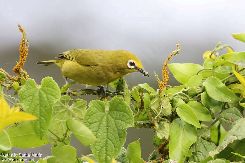 Northern Yellow White-eyeadult, feeding habits