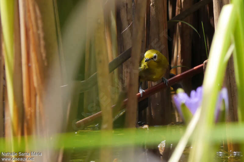 Northern Yellow White-eyeadult, identification