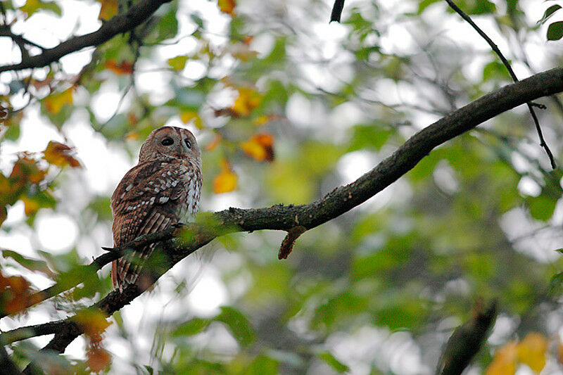 Chouette hulotteadulte, identification