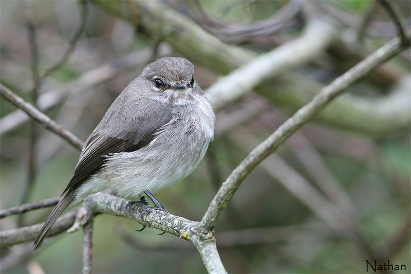 Gobemouche sombre