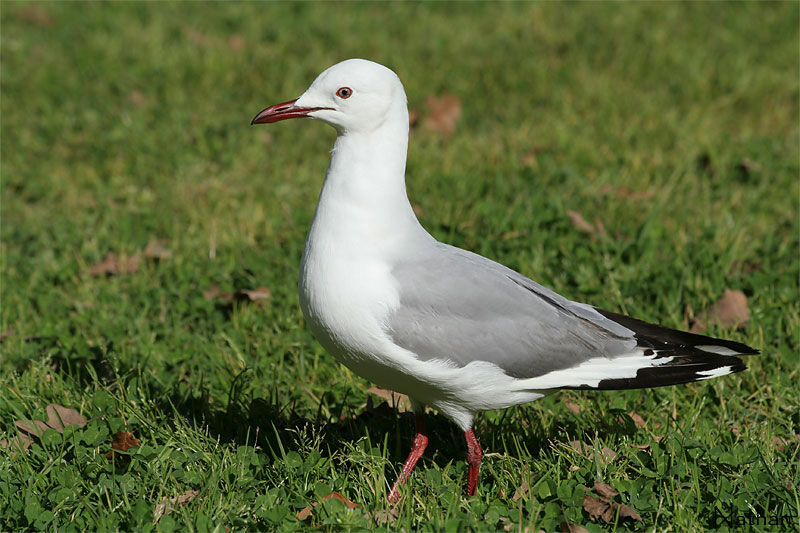 Mouette de Hartlaub