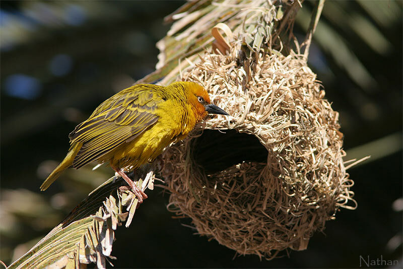 Tisserin du Capadulte