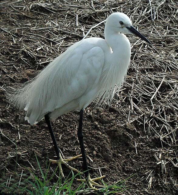 Aigrette garzette