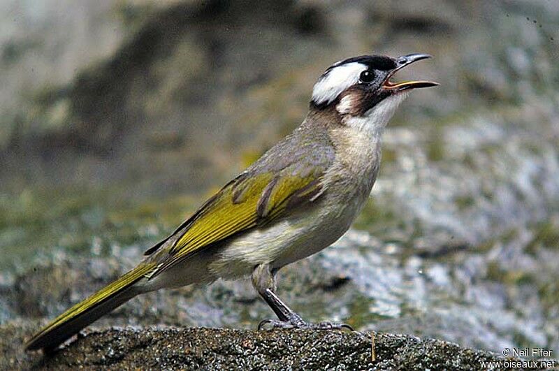 Light-vented Bulbul