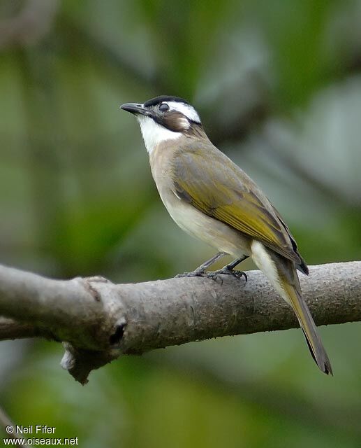 Bulbul de Chine