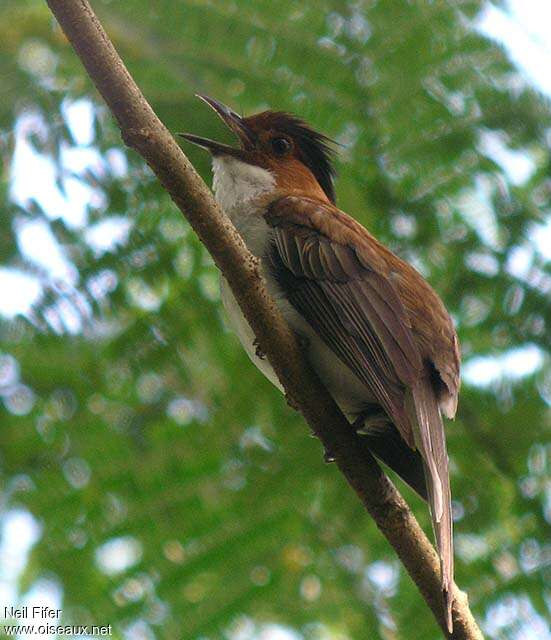 Bulbul marron