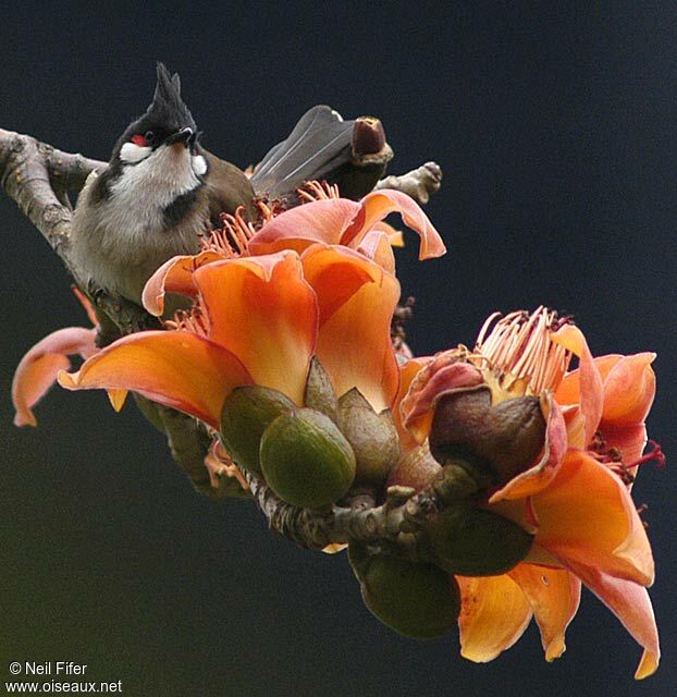 Bulbul orphée