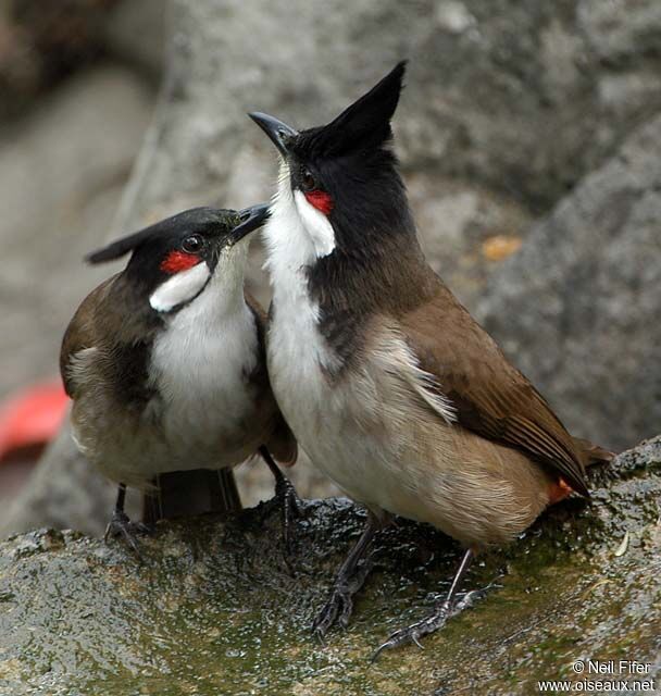 Bulbul orphée