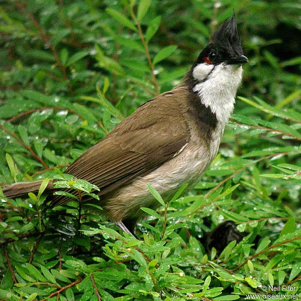 Bulbul orphée