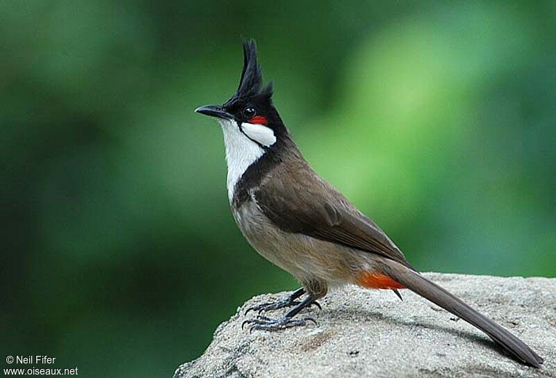 Bulbul orphée