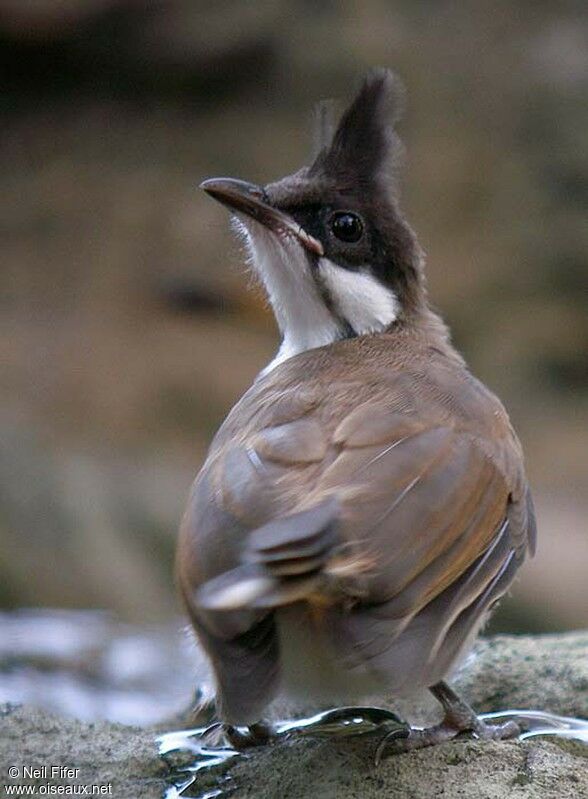 Bulbul orphée