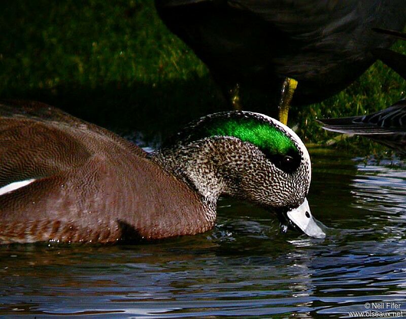 Canard à front blanc