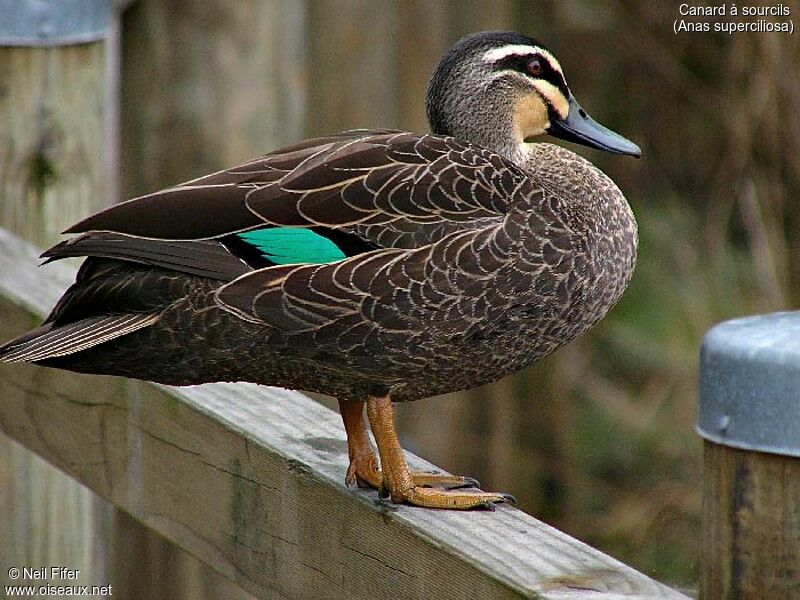 Canard à sourcils