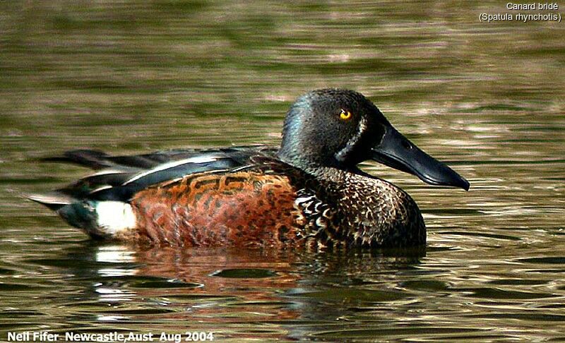 Australasian Shoveler