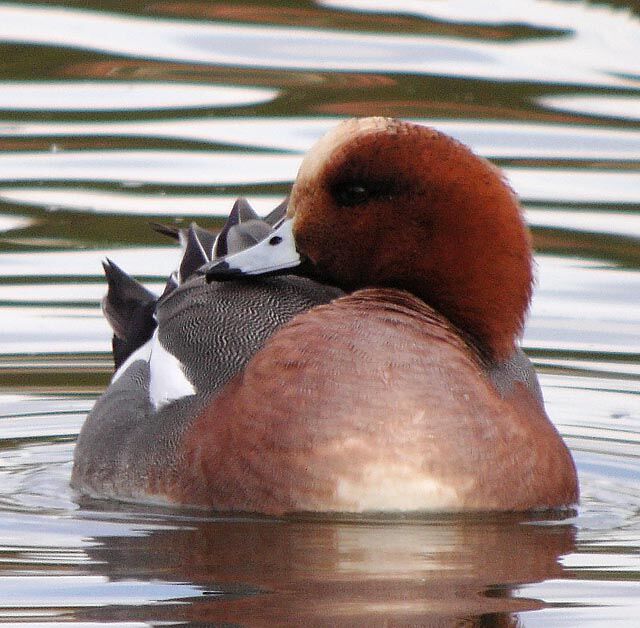 Canard siffleur