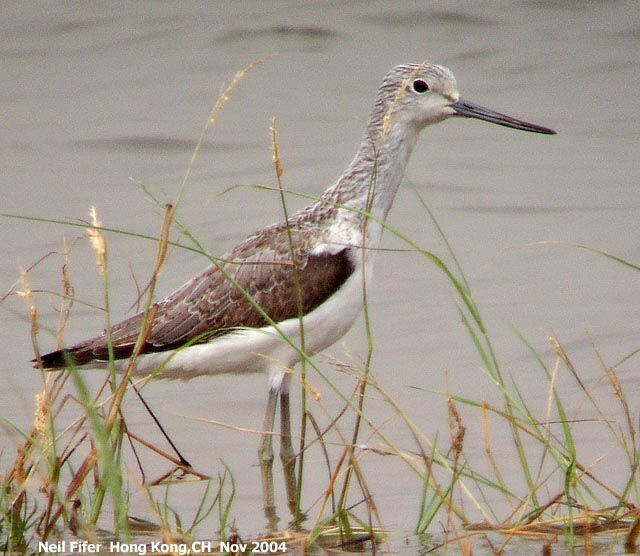 Common Greenshank