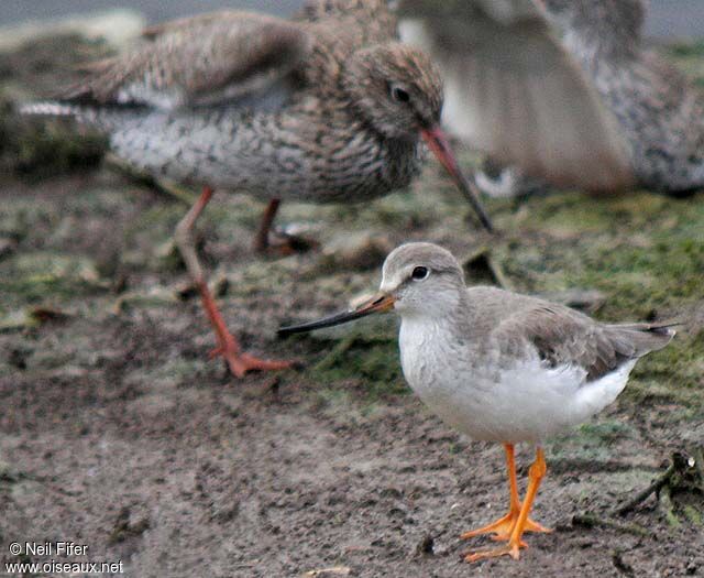 Terek Sandpiper