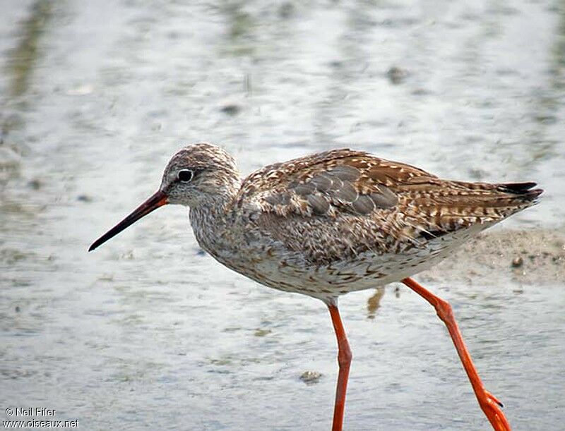 Common Redshank