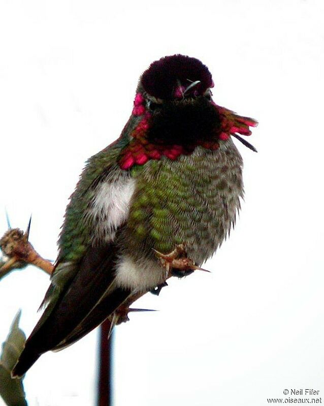 Anna's Hummingbird