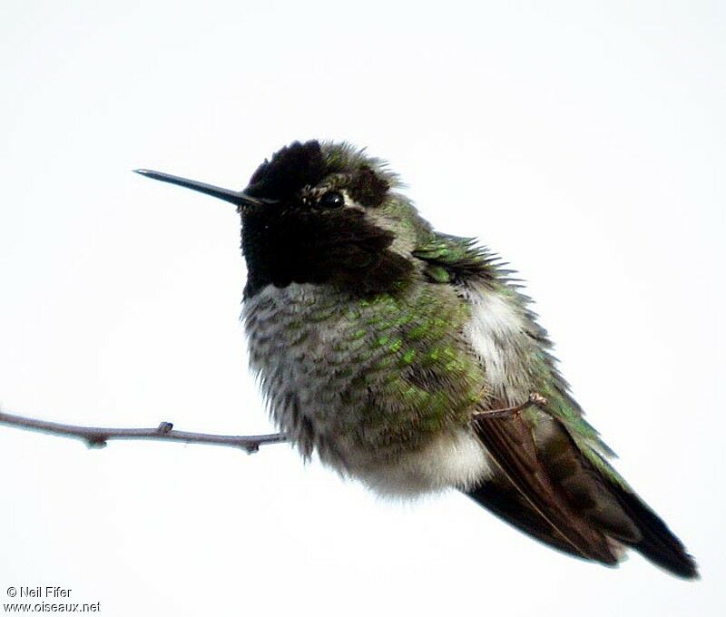 Anna's Hummingbird