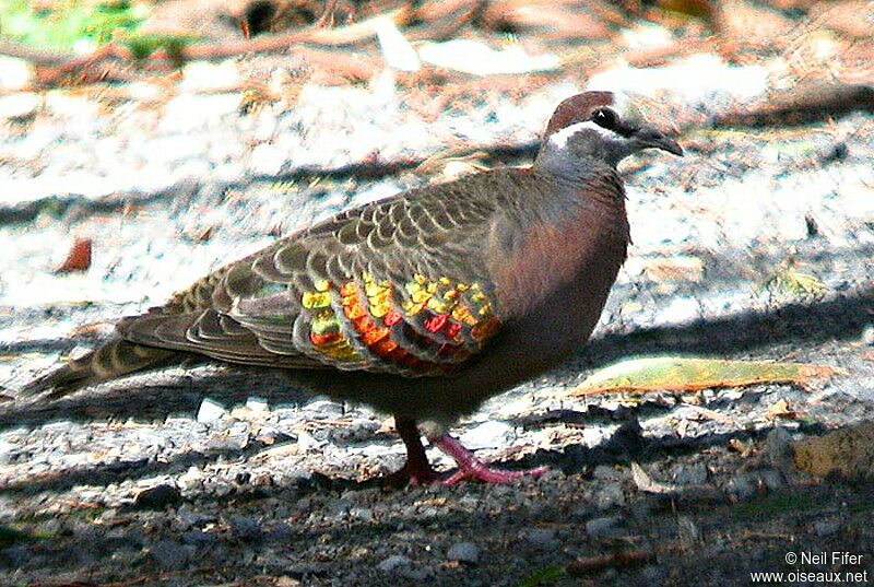 Common Bronzewing