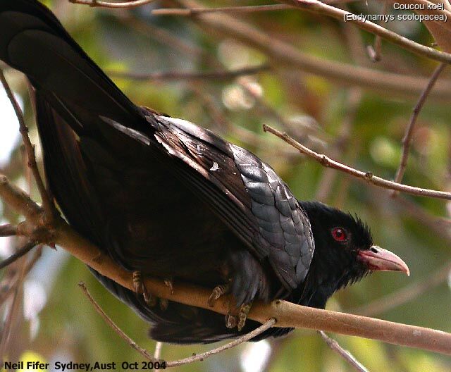 Asian Koel