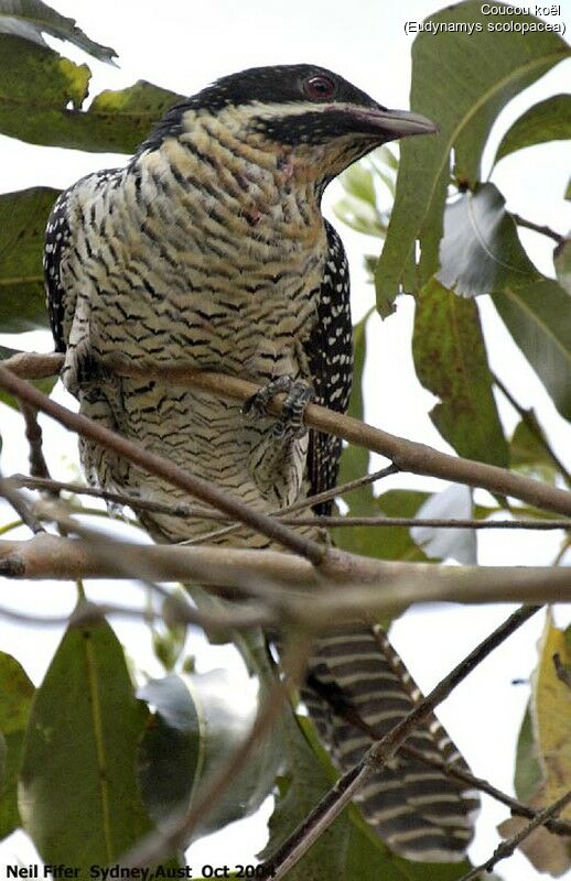 Asian Koel