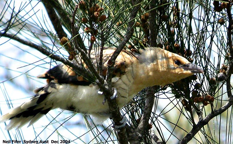 Channel-billed Cuckoo