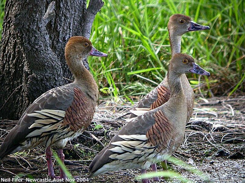 Dendrocygne d'Eyton