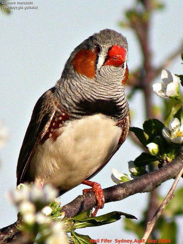 Diamant mandarin