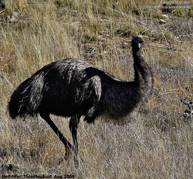 Émeu d'Australie