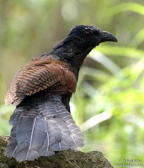 Grand Coucal